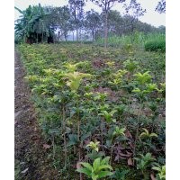 供應40-50公分高純品狀元紅移栽小苗