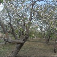 河北八棱海棠樹經(jīng)典觀賞樹