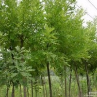中國什么地方有賣速生國槐的，國槐樹苗？