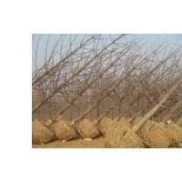 綠化苗木，國(guó)槐，核桃苗