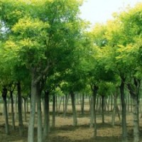 白皮松價格白皮松圖片運城華山松國槐價格