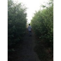 買竹柳到青峰苗木