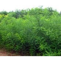 供應(yīng)國(guó)槐、刺槐、紫穗槐、香花槐