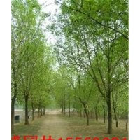 山東速生白蠟基地 山西柳樹 江蘇榆樹