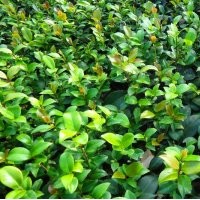 供應(yīng)紅花繼木,紅葉石楠,桂花，茶花，茶梅，杜鵑,金邊黃楊等扦插