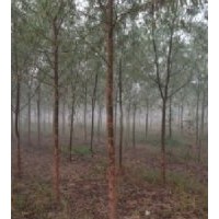 供應(yīng)竹柳、插接條、1-3年成才苗