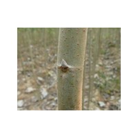 毛白楊|山東毛白楊|毛白楊圖片|山東銀強苗木