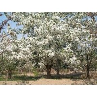 八棱海棠樹移栽管理 八棱海棠樹習(xí)性 八棱海棠樹價格