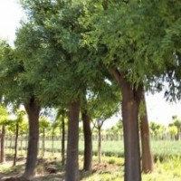專供山東白蠟 山東榆樹 山東國槐