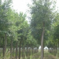 山東白蠟 山東榆樹 山東國槐苗木基地