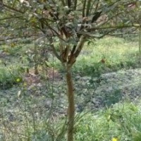 香樟、紅楓、天竺桂、櫻花、紫荊