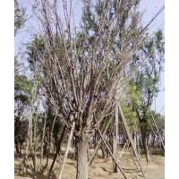 現(xiàn)有一批精品哈斯榆緊急供應(yīng) 陜西西安