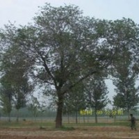 供應(yīng)榆樹(shù)，榆樹(shù)報(bào)價(jià)，榆樹(shù)基地