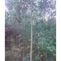 大量供應(yīng)毛白楊，速生楊，國槐，白蠟，柳樹，法桐，榆樹。