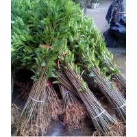 供應1米2-1米5高優(yōu)質大紅朱砂桂移栽小苗