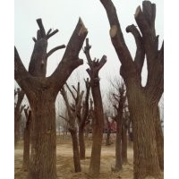 出售18cm全冠國槐白蠟、柳樹