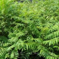 重慶香椿苗
