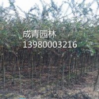 出售2——3公分紅花紫薇