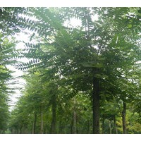  供應(yīng)千頭椿、國槐、刺槐、榆樹、合歡等苗木