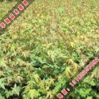 五角楓樹苗種植方法