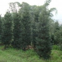 供應(yīng)福建羅漢松,塔柏,竹柏