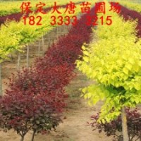 求購金葉榆，河北金葉榆，金葉榆報(bào)價(jià)