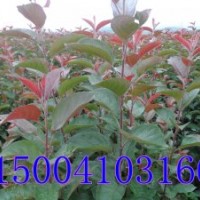 光輝海棠苗/急售光輝海棠苗