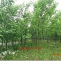供應5公分柳樹