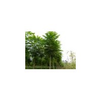 處理8到10的千頭椿1000棵