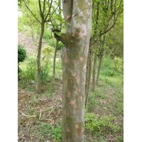 供應(yīng)木瓜 木梨苗木，木梨是木瓜的一個(gè)人品種嗎？山東臨沂木瓜園