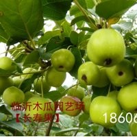 供應(yīng)盆栽長壽果價(jià)格，盆栽長壽果的觀賞價(jià)值，木瓜長壽果基地