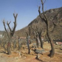 油拫子流蘇樹山西山東流蘇