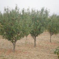 河北萬達(dá)八棱海棠樹苗木基地