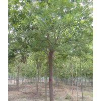 那里的國槐樹便宜首選山東綠蔭苗木基地 低價出售國槐樹