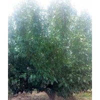 25公分低分枝八棱海棠樹(shù)