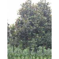 供應(yīng)廣玉蘭 成都廣玉蘭價(jià)格