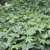 八角金盤 八角金盤價(jià)格 貴州八角金盤