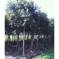 浙江紅皮榕 小葉紅皮榕 抗寒紅皮榕