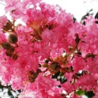 成都精品大紅紫薇