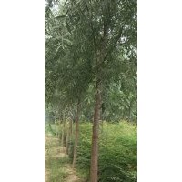 速生柳、北欒、臭椿