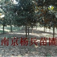 雪松=廣玉蘭白玉蘭大葉女貞香樟紅葉石楠