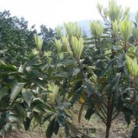 湖北枇杷樹直銷