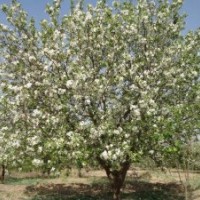 大華海棠苗木出售30公分八棱海棠樹