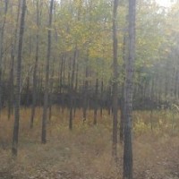 供應(yīng)3—20公分榆樹(shù) 6—12公分刺槐