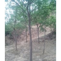 山西白皮松，油松，國槐，蘋果苗，核桃苗，桃樹，杏樹，梨樹