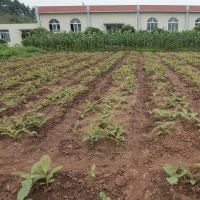 供應(yīng)純原種日本厚樸苗木