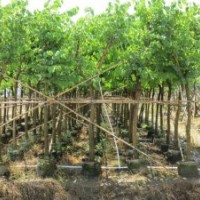 長期大量供應各種規(guī)格藍花楹、紅花羊蹄甲