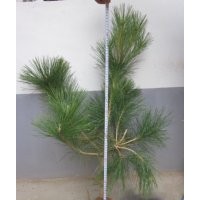 供應油松苗 油松樹苗