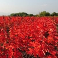 美國(guó)紅楓小苗哪里便宜？
