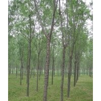 6-8公分柳樹2000棵